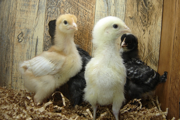 4 Pullet Chicks Week 2 - Barred Rock, Gold Comet, Steel Blue & Amber White